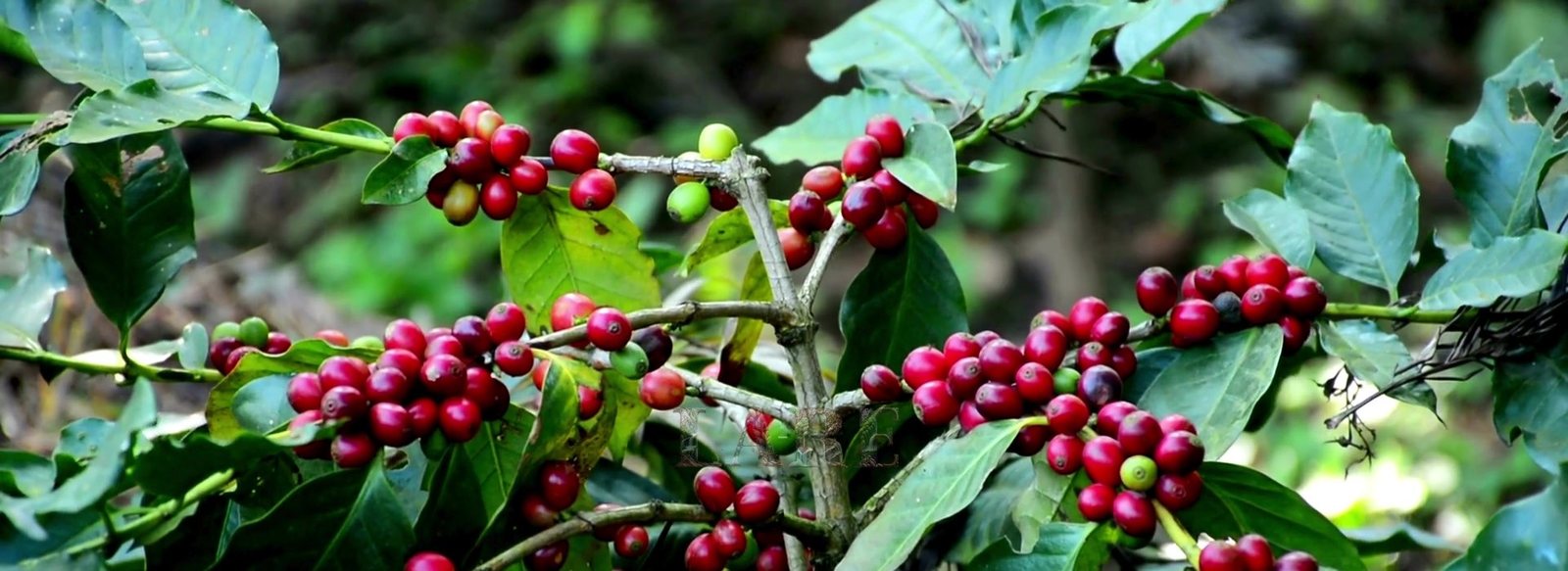 Ripe coffee cherries on the branch, Chikkamagaluru estate