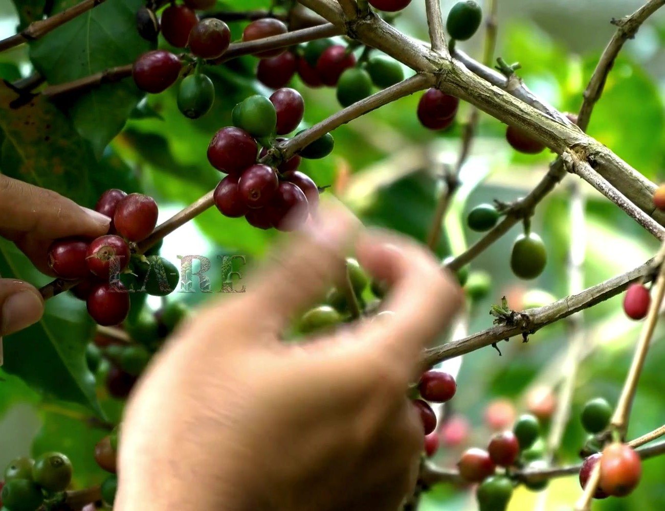 Coffee being picked by hand on a Chikkamagaluru estate