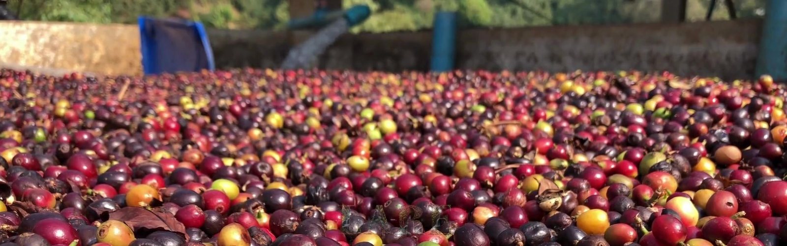 Coffee cherries spread across an estate drying yard in Chikkamagaluru