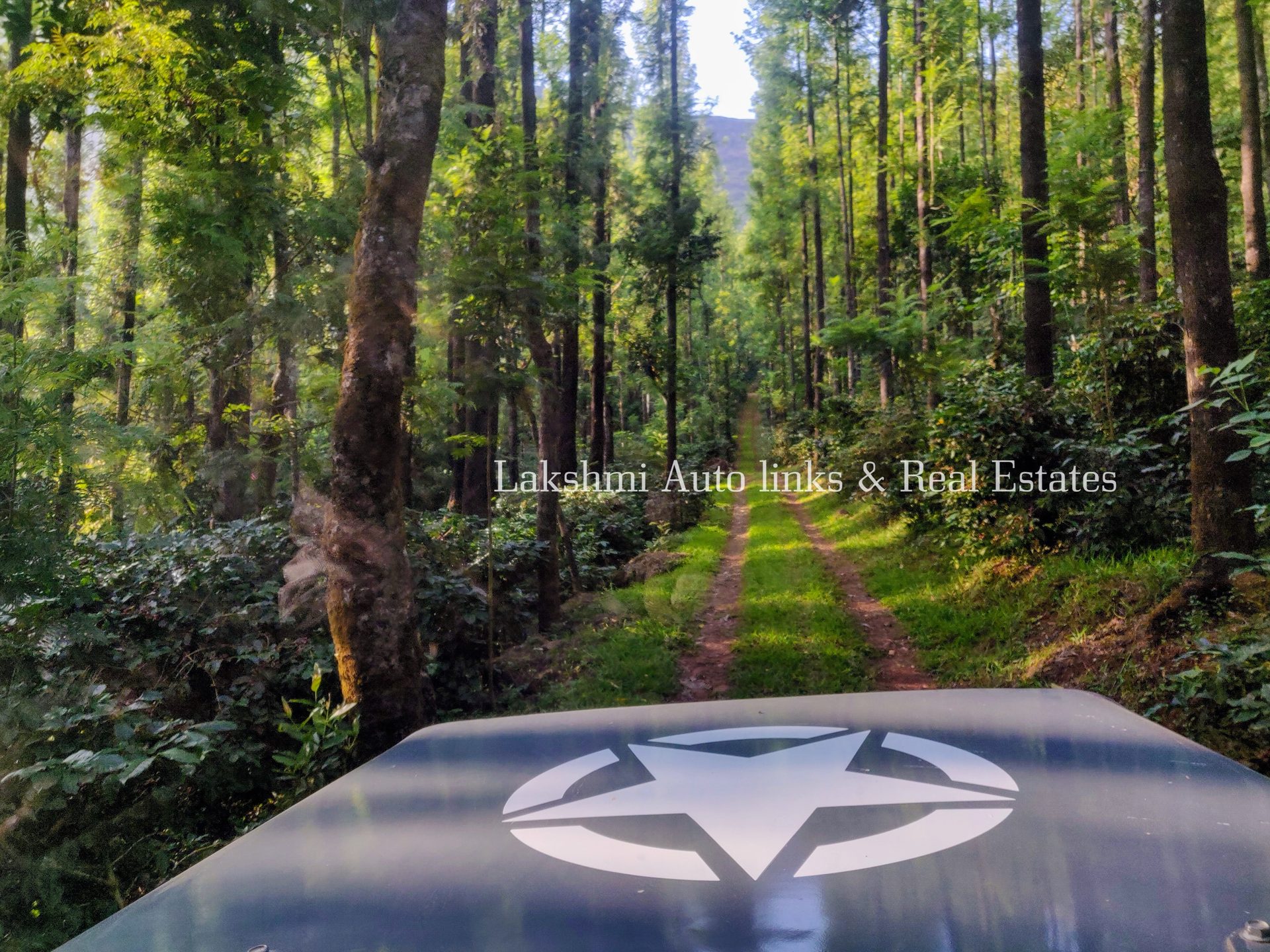 Track running into a coffee estate, Chikkamagaluru
