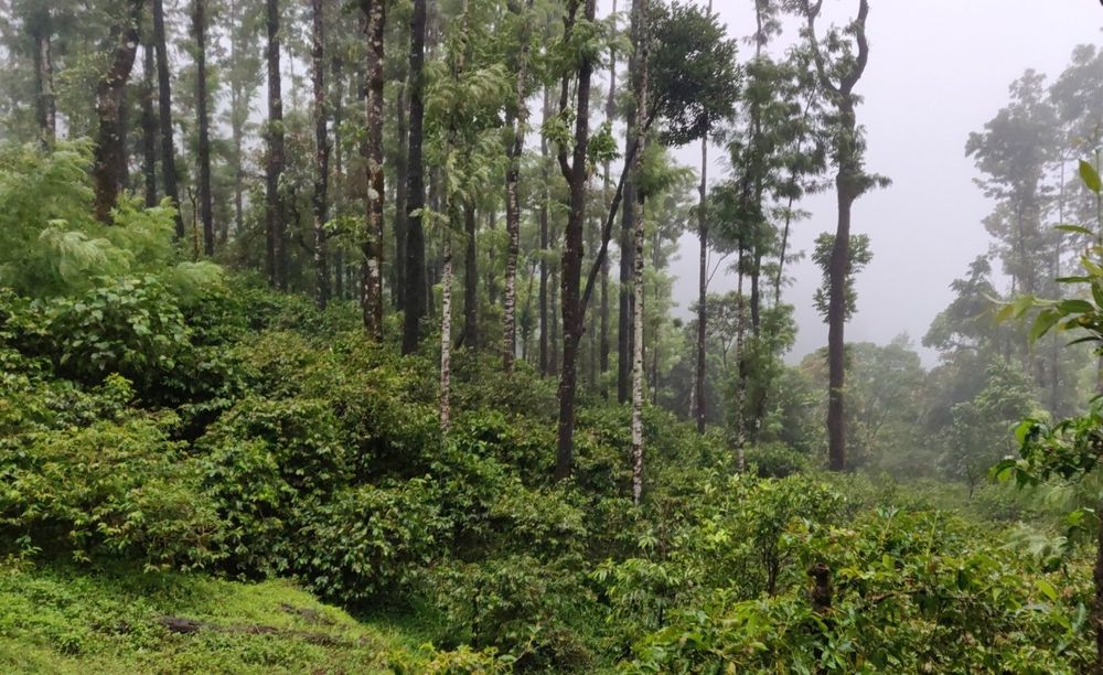 Coffee estate in Chikkamagaluru district