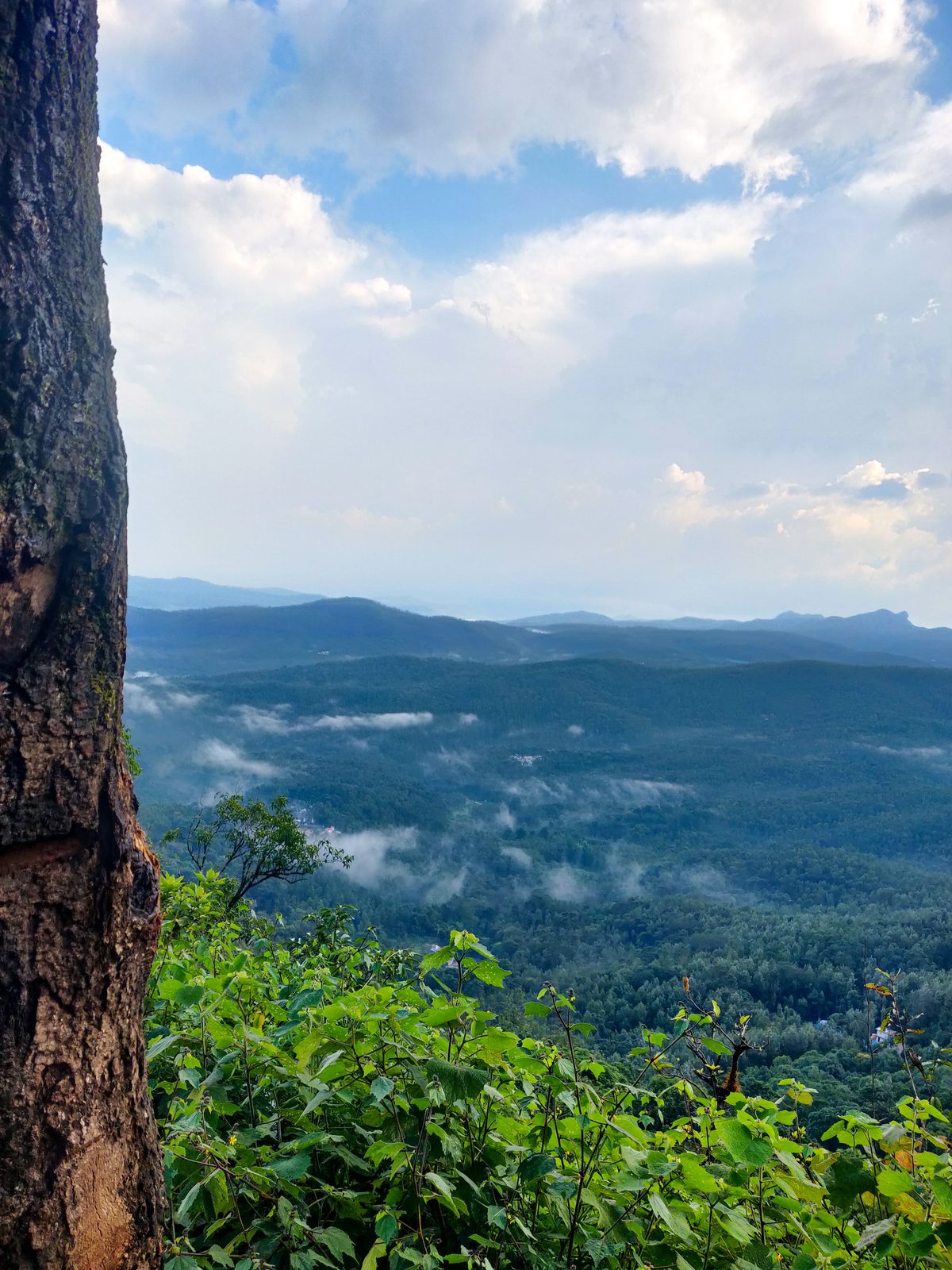 Mist across the valley below the estates, Chikkamagaluru